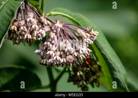 Rosa Blüten von Asclepias syriaca, die gemeinhin als gemeinsame Milch Unkraut, Blume, Seide Unkraut, seidig Schwalbe - Würze und Virginia silkweed, Laub Stockfoto