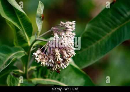 Rosa Blüten von Asclepias syriaca, die gemeinhin als gemeinsame Milch Unkraut, Blume, Seide Unkraut, seidig Schwalbe - Würze und Virginia silkweed, Laub Stockfoto