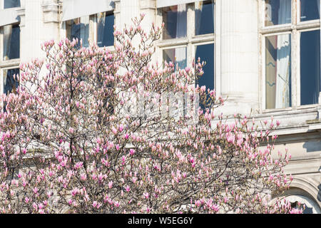 Pink Magnolia vor dem Hotel de Ville in Paris im Frühjahr Stockfoto