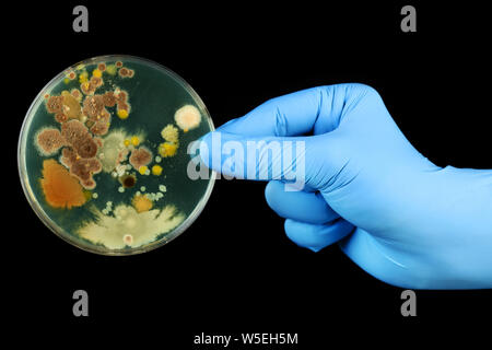 Behandschuhte Hand, die Petrischale wachsen Bakterien Stockfoto