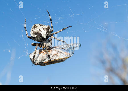European Garden Spider, Araneus diadematus oder Cross spider mit Beten in Spinnennetz Stockfoto