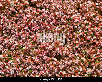 Englisch Fetthenne (sedum anglicum) Blumen auf dem Wales Küste auf der Halbinsel Llyn, Gwynedd, Wales, Großbritannien Stockfoto