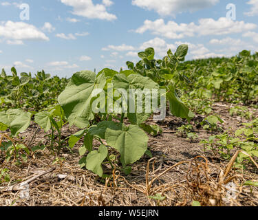 Schaltfläche "Unkraut wächst zwischen den Reihen von sojabohne Bauernhof Feld Stockfoto