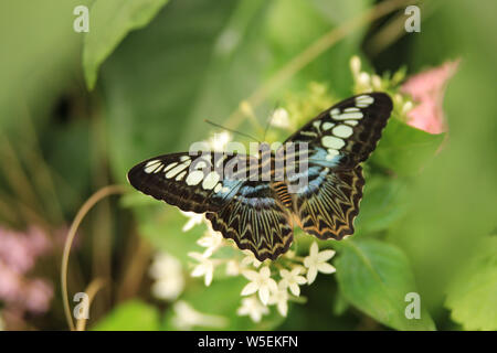 Parthenos Sylvia, die Clipper Schmetterling mit offenen Flügeln Stockfoto