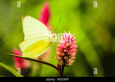 Getrübt Schwefel Schmetterling Fütterung auf Wildflower Stockfoto