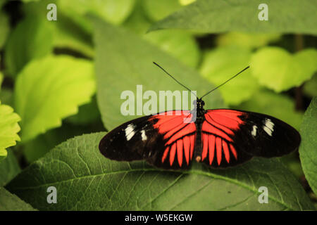 Doris Laparus longwing (Doris) auf ein großes grünes Blatt mit offenen Flügeln thront Stockfoto