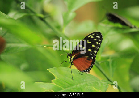 Heliconius hecale, der Tiger, longwing Hecale longwing, goldene longwing oder golden heliconian, ist ein heliconiid Schmetterling Stockfoto