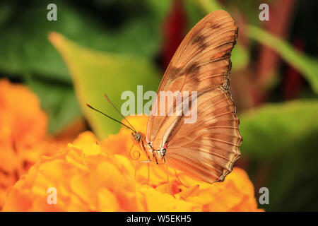 Julia Butterfly - Dryas Iulia, flambeau - Fütterung auf Blüten mit geschlossenen Flügeln Stockfoto