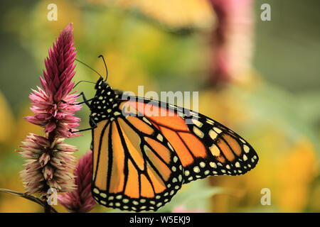 Monarchfalter (danaus Plexippus) Fütterung auf eine Blume. Monarch ist als ikonische pollinator angesehen Stockfoto