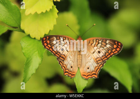 Weiß Tagpfauenauge - Anartia jatrophae - mit breiten Flügeln thront Stockfoto