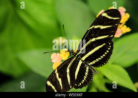 Zebra Schmetterling (Heliconius charithonius) Ernährung Nektar von Wildflower Stockfoto