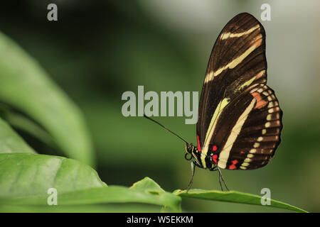 Seitenansicht Makro Foto von einem Zebra oder Heliconius charithonia Longwing Schmetterling Schmetterling Stockfoto