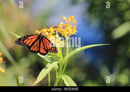 Monarch butterfly Nymphalidae Schmetterling Fütterung Nektar von Wildflower Stockfoto