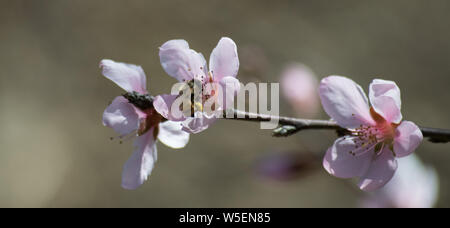 Biene schwebt über Blume anschließen Nektar Stockfoto