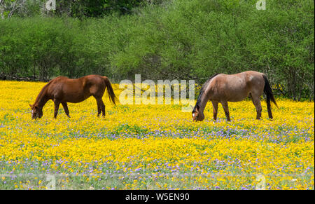 Pferde grasen auf der Weide von Blumen Stockfoto