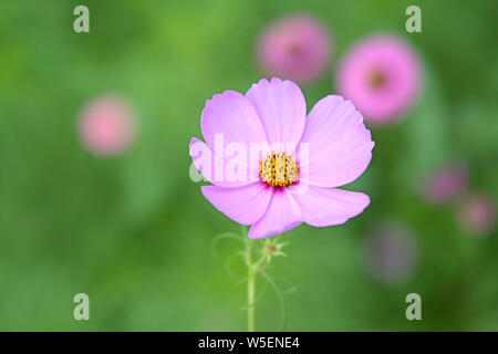 Makro Blick auf bunte Blüte Blume Cosmos Bipinnatus im Garten Stockfoto