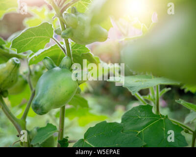 Nipplefruit, titty Obst, die kuh euter, Apple von Sodom, Singgle der grünen Nippel Obst Stockfoto