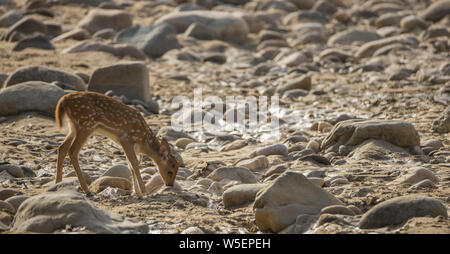 Das baby Chital oder cheetal, auch als Spotted Deer oder Axis deer bekannt ist auf der Suche nach Nahrung in einem trockenen Fluss Riemenbereich im Sommer Stockfoto