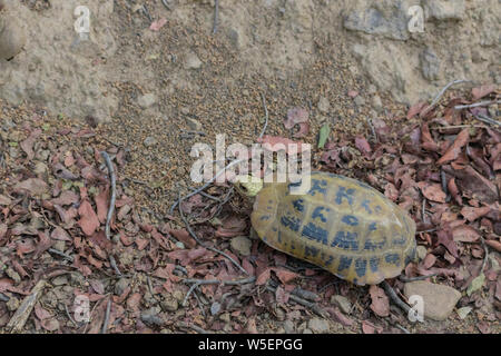 Längliche Schildkröte (Indotestudo elongata) oder gelb Schildkröte, eine Seltene, gefährdete Arten wild bei Jim Corbett National Park während einer Dschungel Safari gefunden. Stockfoto