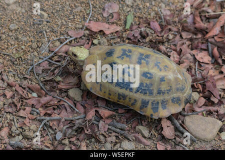 Längliche Schildkröte (Indotestudo elongata) oder gelb Schildkröte, eine Seltene, gefährdete Arten wild bei Jim Corbett National Park während einer Dschungel Safari gefunden. Stockfoto