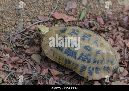 Längliche Schildkröte (Indotestudo elongata) oder gelb Schildkröte, eine Seltene, gefährdete Arten wild bei Jim Corbett National Park während einer Dschungel Safari gefunden. Stockfoto