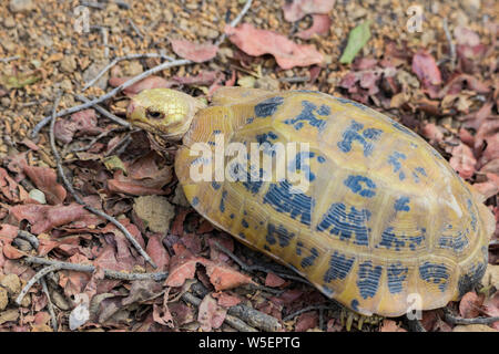 Längliche Schildkröte (Indotestudo elongata) oder gelb Schildkröte, eine Seltene, gefährdete Arten wild bei Jim Corbett National Park während einer Dschungel Safari gefunden. Stockfoto