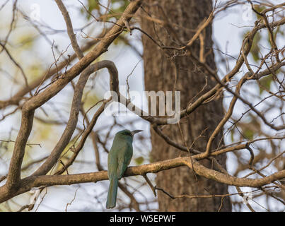 Die blau-Bartgeier Bienenfresser (Nyctyornis athertoni), hocken auf einem Baum in Jim Corbett National Park, Uttarakhand. Stockfoto