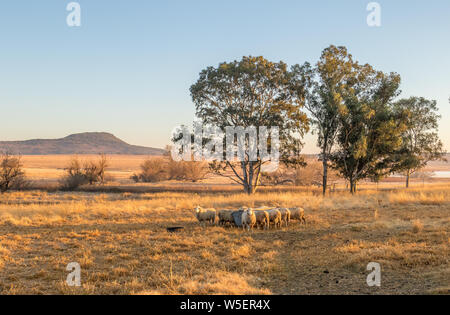 Winterlandschaft mit Schafen in der Provinz Kwazulu Natal in Südafrika Bild im Querformat. Stockfoto