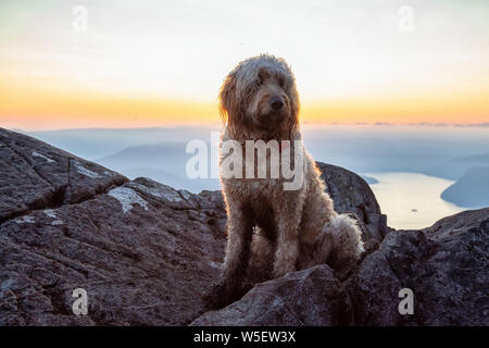 Nett und adorable Hund, Goldendoodle, ist auf einem Berg bei einem sonnigen Sommer Sonnenuntergang. Auf St Mark's Summit, West Vancouver, British Columbia genommen Stockfoto