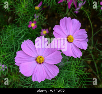 Rosa Cosmos Blumen im Garten in sonniger Tag. Stockfoto