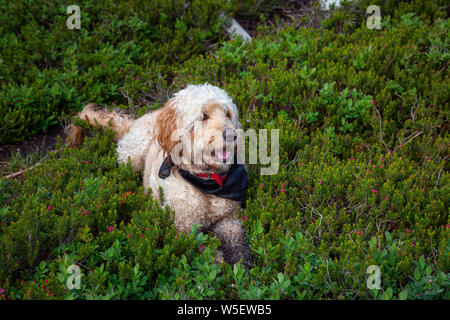 Nett und adorable Hund, Goldendoodle, ist entspannend auf grünem Gras in der Natur. In Cypress Provincial Park, West Vancouver, British Columbia, Kanada. Stockfoto