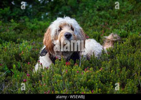 Nett und adorable Hund, Goldendoodle, ist entspannend auf grünem Gras in der Natur. In Cypress Provincial Park, West Vancouver, British Columbia, Kanada. Stockfoto