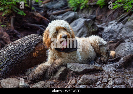 Nett und adorable Hund, Goldendoodle, entspannt sich auf einen schmutzigen Boden in der Natur. In Cypress Provincial Park, West Vancouver, British Columbia, Cana genommen Stockfoto