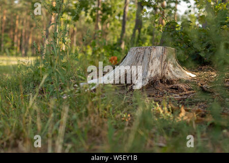 Baumstumpf nach dem Schneiden. Sommer im Wald. Europa, Polen, Masowien. Stockfoto