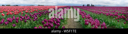 Farbenfrohe Tulpenfelder im Skagit Valley, Bundesstaat Washington, USA im Frühling. Stockfoto