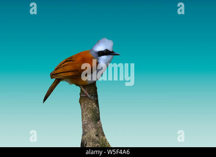 Weiß-Crested lachen Thrush (Garrulax leucolophus) Stockfoto