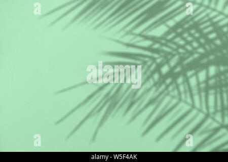 Graue Schatten des natürlichen Palm Blätter auf einem trendigen Minze farbigem Beton texturierte Wand mit Rauheit und Unregelmäßigkeiten. Abstrakten neutralen Charakter tropischen Stockfoto