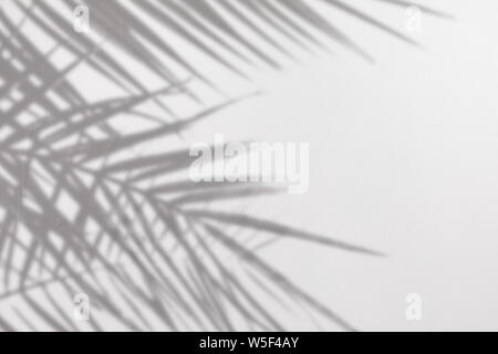 Graue Schatten des natürlichen Palmblättern auf weißem Beton texturierte Wand mit Rauheit und Unregelmäßigkeiten. Abstrakten neutralen Charakter tropischen Konzept hinterg Stockfoto