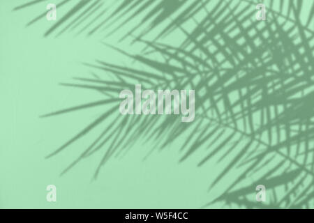 Graue Schatten des natürlichen Palm Blätter auf einem trendigen Minze farbigem Beton texturierte Wand mit Rauheit und Unregelmäßigkeiten. Abstrakten neutralen Charakter tropischen Stockfoto
