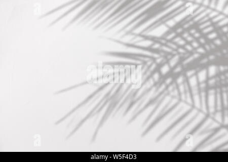 Graue Schatten des natürlichen Palmblättern auf weißem Beton texturierte Wand mit Rauheit und Unregelmäßigkeiten. Abstrakten neutralen Charakter tropischen Konzept hinterg Stockfoto