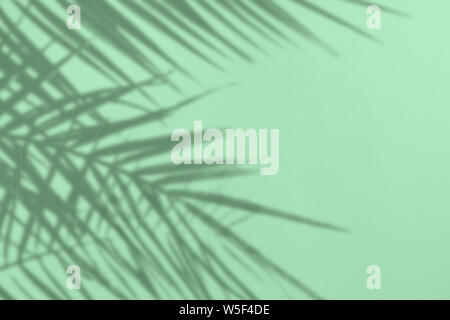 Graue Schatten des natürlichen Palm Blätter auf einem trendigen Minze farbigem Beton texturierte Wand mit Rauheit und Unregelmäßigkeiten. Abstrakten neutralen Charakter tropischen Stockfoto