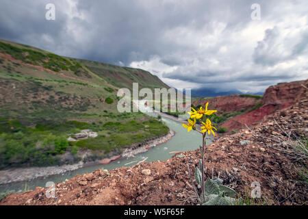 Draufsicht des Flusses Naryn durch einen Berg Schlucht fliesst. Kirgisistan Stockfoto