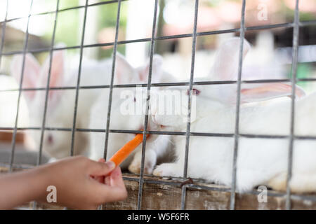 Kinder aus der Hand Füttern von Kaninchen mit Karotten im Outdoor Farm Stockfoto