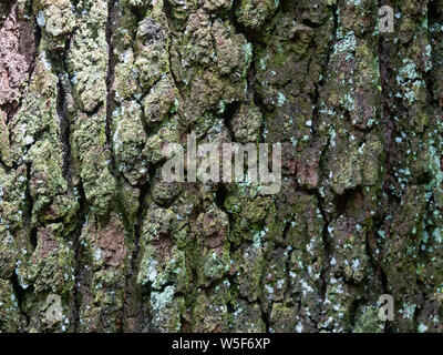 Geprägte Struktur der braune Rinde von einem Baum mit Moos und Flechten auf es, Rinde Textur Stockfoto