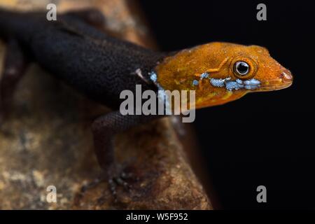 Yellow-headed Gecko (Gonatodes albogularis Fuscus) Stockfoto