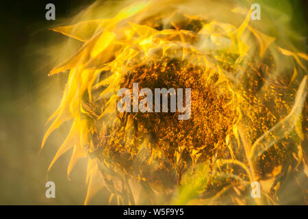 Close-up Effekt durch Doppelbelichtung eine verdorrte Sonnenblume (lat.: Helianthus annuus) im Streiflicht auf ein Feld im Norden Deutschlands. Stockfoto