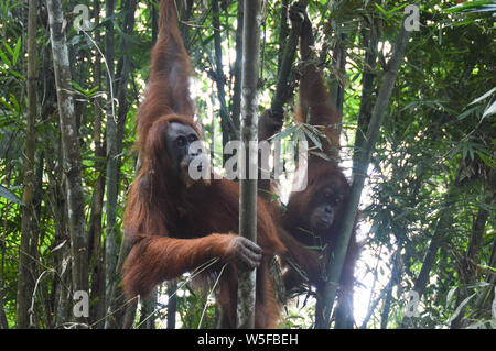 Wild North Sumatra Orang-Utans entdeckt während einer Dschungel Trekking im Gunung Leuser Nationalpark in Bukit Lawang Nord Sumatra, Indonesien Stockfoto