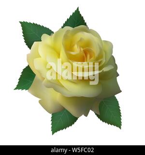 Schönes Licht gelbe Rose. Spring Flower isoliert auf weißem Hintergrund. Vector Illustration Stock Vektor