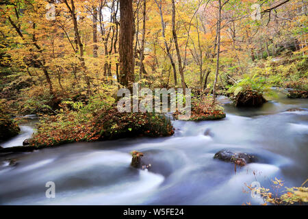 Wasser Strom fließt durch den bunten Herbst Wald mit Laub auf Oirase Wanderweg in Towada Hachimantai Nationalpark, Aomori, Japan Stockfoto