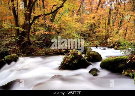 Wasser Strom fließt durch den bunten Herbst Wald mit Laub auf Oirase Wanderweg in Towada Hachimantai Nationalpark, Aomori, Japan Stockfoto